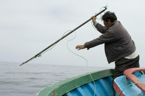 Enact legislation banning harpoons on fishing boats