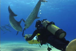 Dolphin Communication