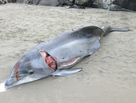 Partially butchered Dolphin, found on Bujama beach on 1.24.13