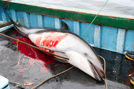 Peru dolphin killing