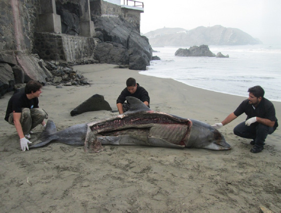 Partially butchered Dolphin, found on Bujama beach on 1.24.13