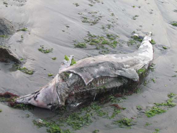 Butchered dolphin found at Ancon, 18  April, 2012